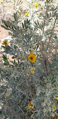 Senna artemisioides coriacea