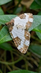 Melanthia procellata