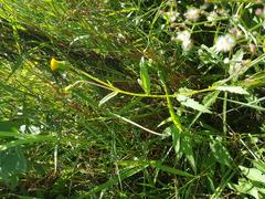 Crassocephalum picridifolium