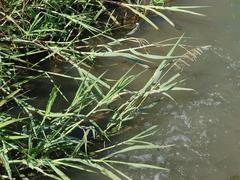 Echinochloa pyramidalis