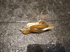 Hylocichla mustelina