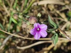 Ipomoea eriocarpa