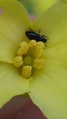 Brassicogethes aeneus