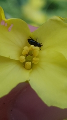 Brassicogethes aeneus