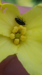 Brassicogethes aeneus