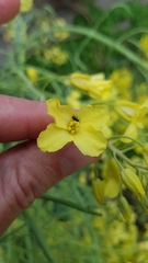 Brassicogethes aeneus