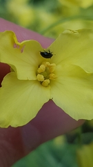 Brassicogethes aeneus