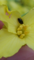 Brassicogethes aeneus