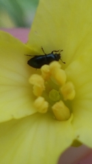 Brassicogethes aeneus