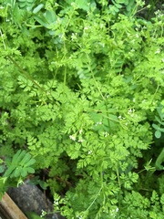 Chaerophyllum tainturieri tainturieri