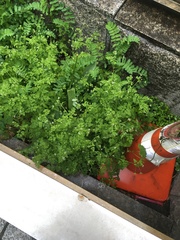 Chaerophyllum tainturieri tainturieri