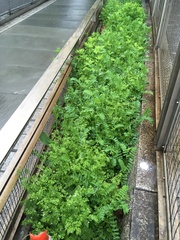 Chaerophyllum tainturieri tainturieri