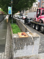 Chaerophyllum tainturieri tainturieri