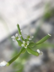 Chaerophyllum tainturieri tainturieri