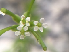 Chaerophyllum tainturieri tainturieri