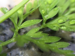 Chaerophyllum tainturieri tainturieri