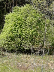 Euonymus verrucosus