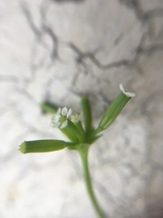 Chaerophyllum tainturieri tainturieri