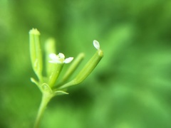 Chaerophyllum tainturieri tainturieri