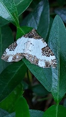 Melanthia procellata