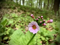 Primula japonica