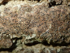 Pseudoschismatomma rufescens