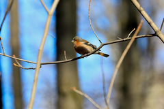 Fringilla coelebs