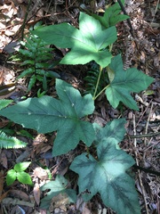 Rubus reflexus hui