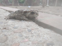 Duttaphrynus melanostictus