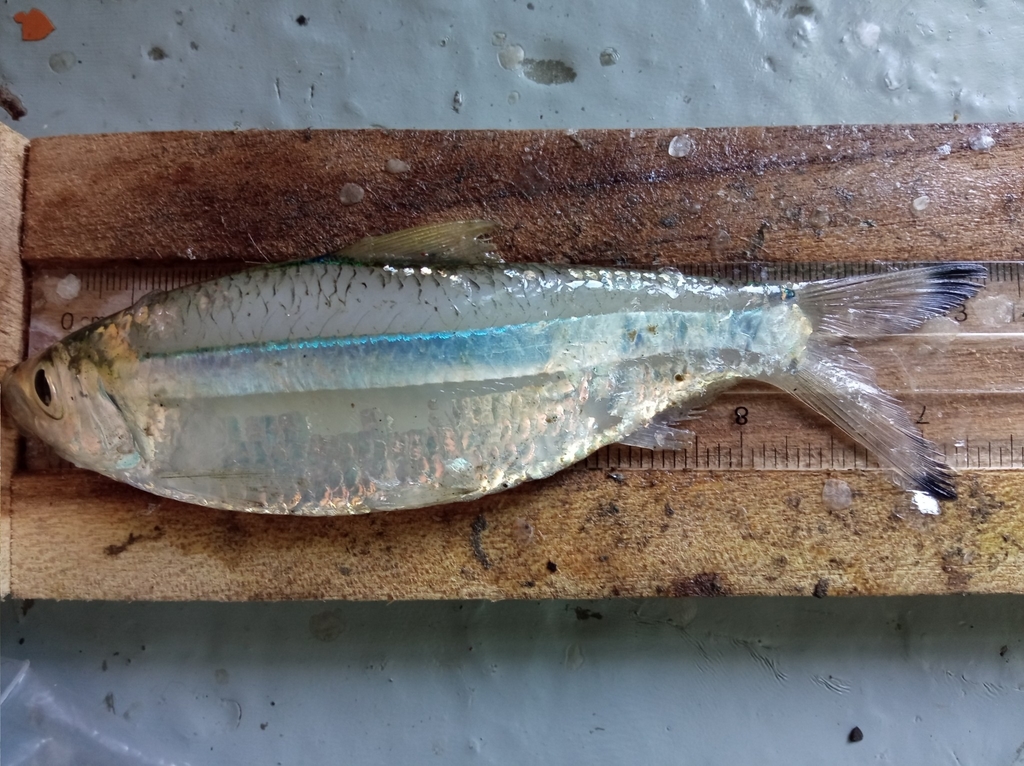 Striped Herring