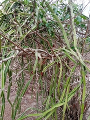 Cissus quadrangularis