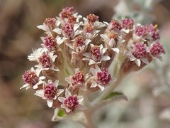 Plecostachys serpyllifolia