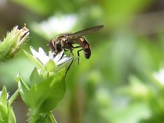 Platycheirus albimanus