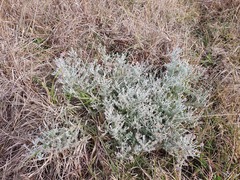 Plecostachys serpyllifolia