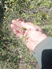 Cotoneaster melanocarpus