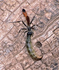 Ammophila gracilis