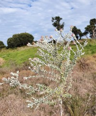 Plecostachys serpyllifolia
