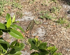 Heliconius charithonia