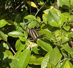 Heliconius charithonia