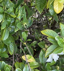 Heliconius charithonia