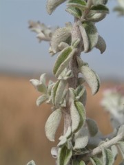 Plecostachys serpyllifolia