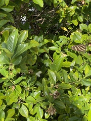 Heliconius charithonia