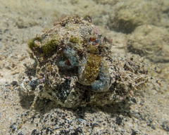 Thylacodes variabilis