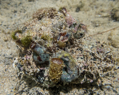 Thylacodes variabilis