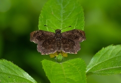 Staphylus ascalon