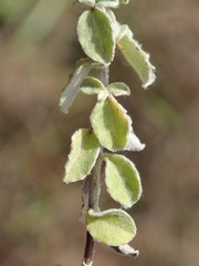Plecostachys serpyllifolia