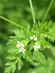 Chaerophyllum tainturieri tainturieri