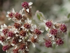 Plecostachys serpyllifolia