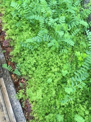 Chaerophyllum tainturieri tainturieri