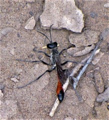 Ammophila gracilis